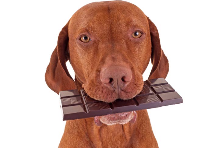 por que chocolate é mortal para cachorros