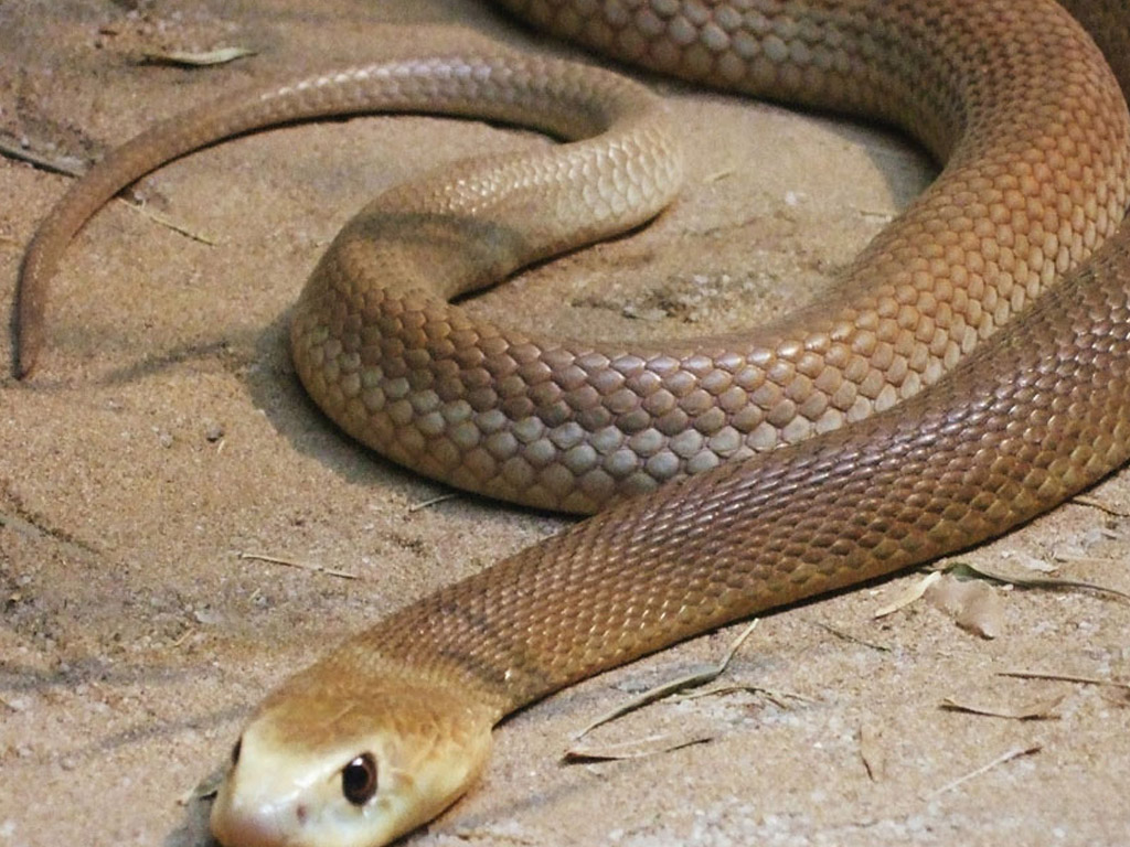 Qual é a cobra mais venenosa do mundo?