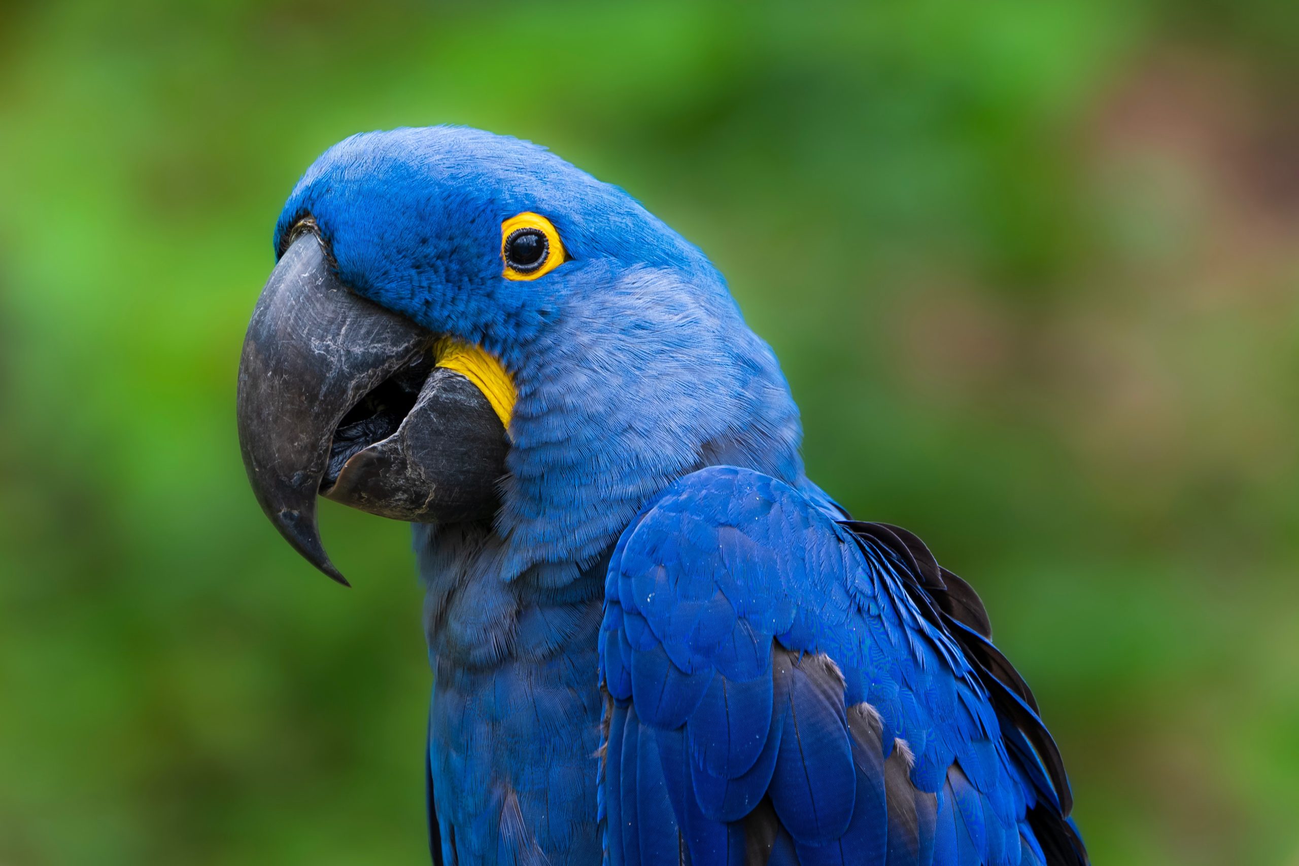 Qual é o animal mais raro no Brasil