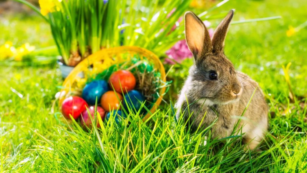 Por que o coelho é o símbolo da Páscoa