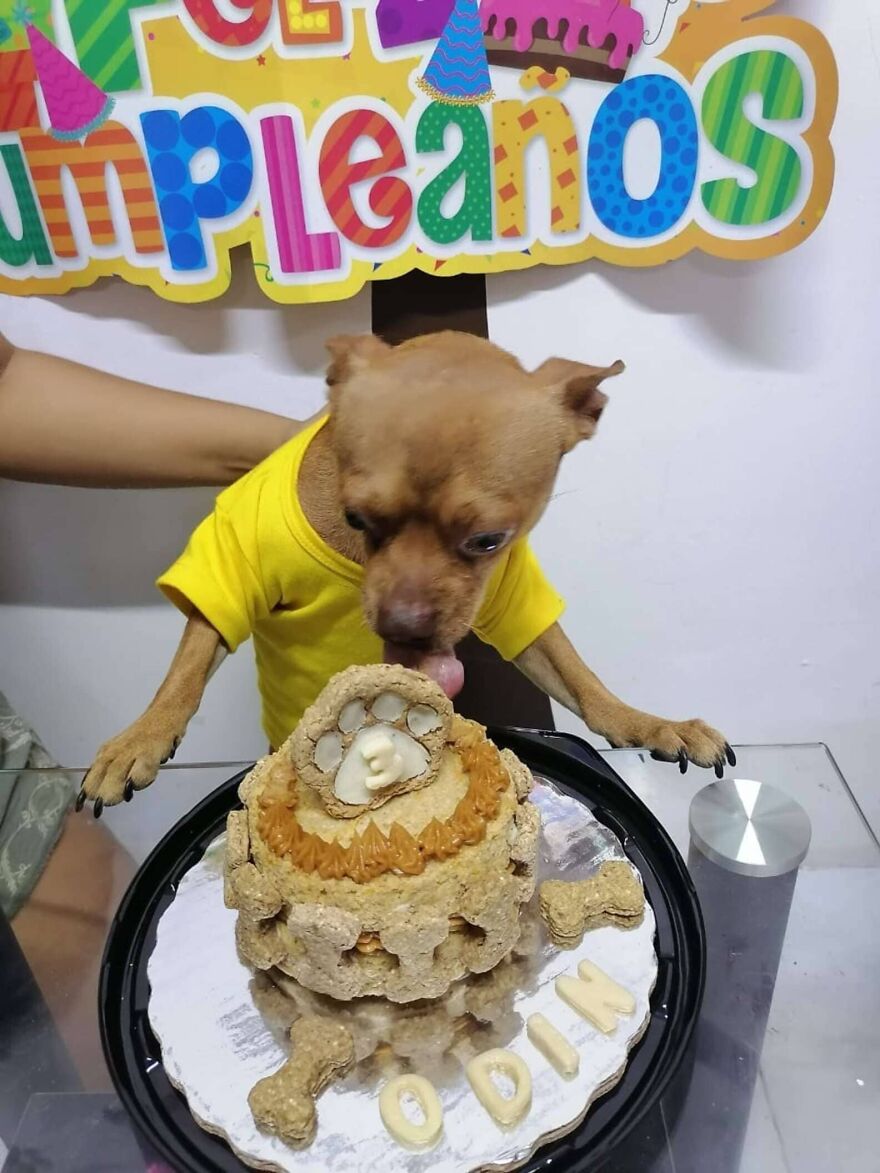 festa de aniversário cachorro surpreso