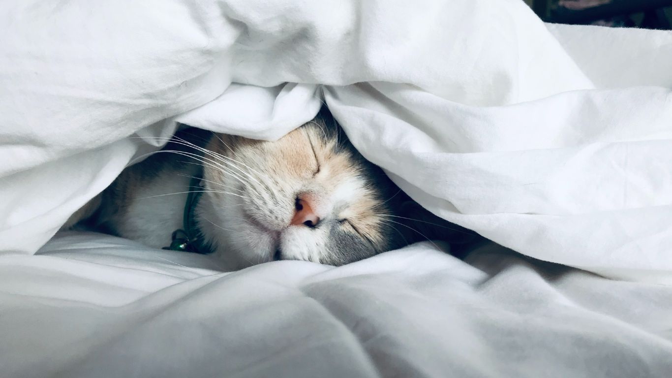 Sonhar com gatos mundo espiritual