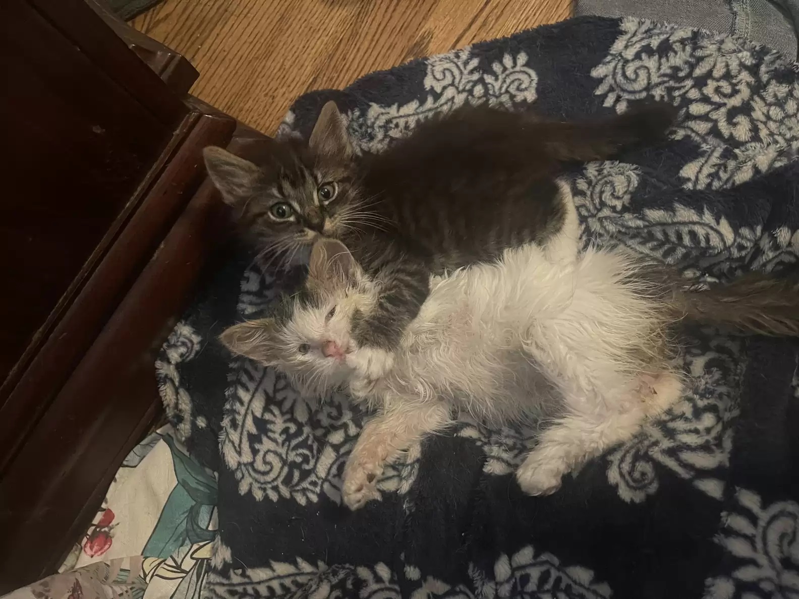 gatinhho hibernação