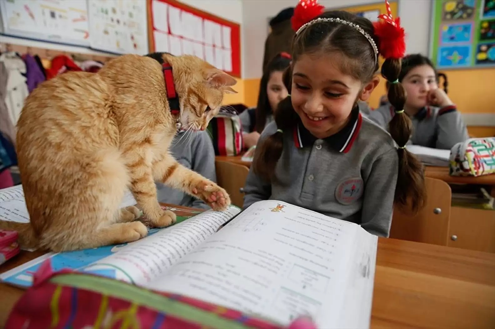 gato crianças