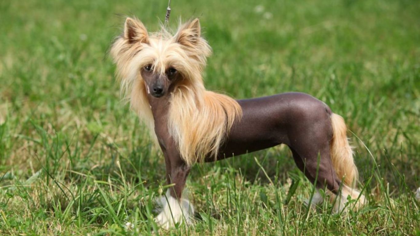 Qual é a raça de cachorro mais rara do mundo