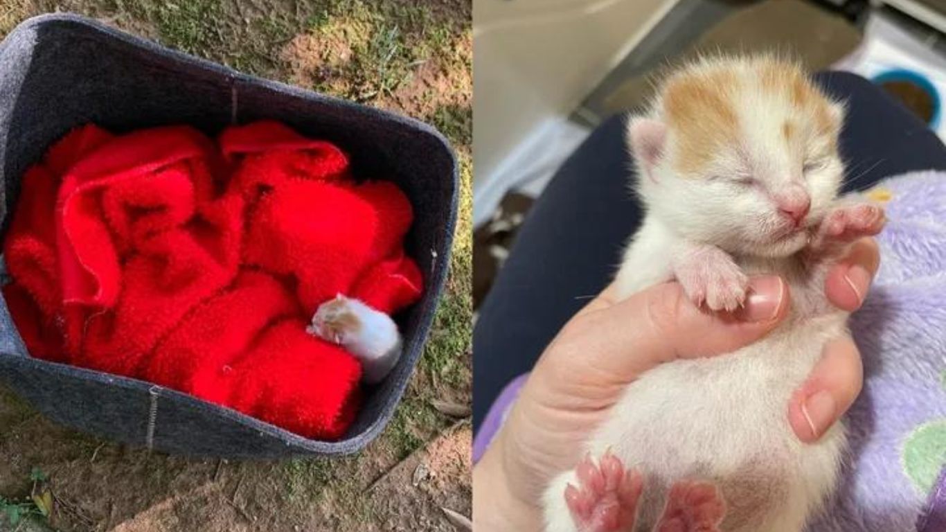Gatinho Abandonado Parque