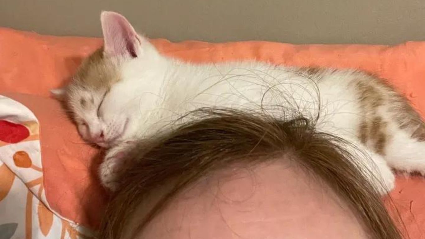 Gatinho Abandonado no Parque Encontra Amor