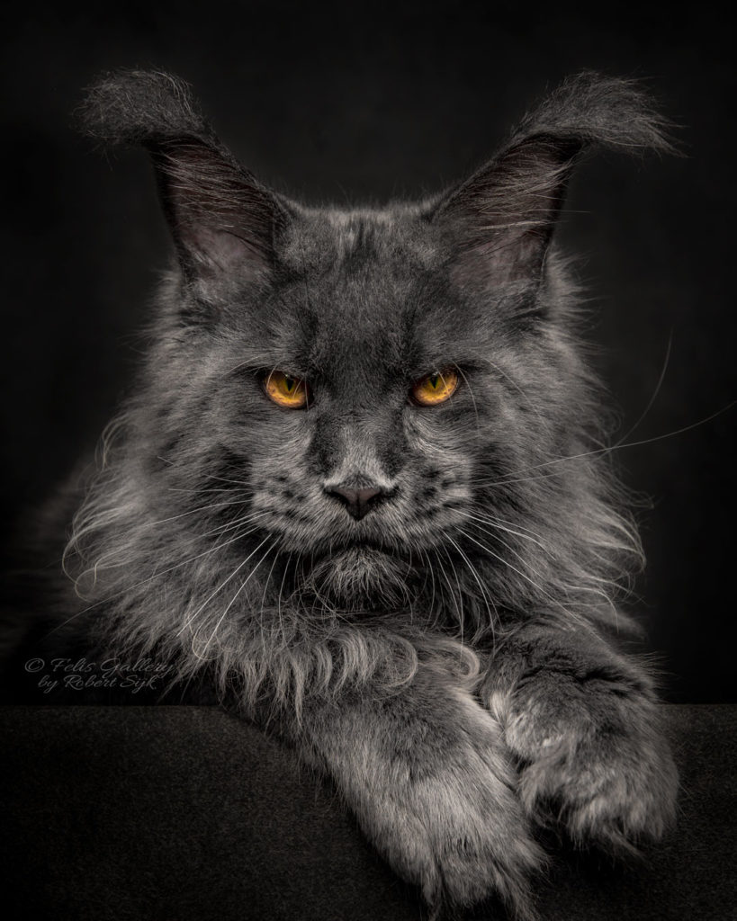 curiosidades raça gato maine coon