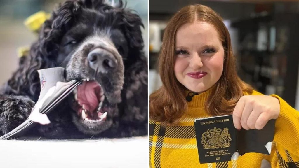 cachorro come passaporte