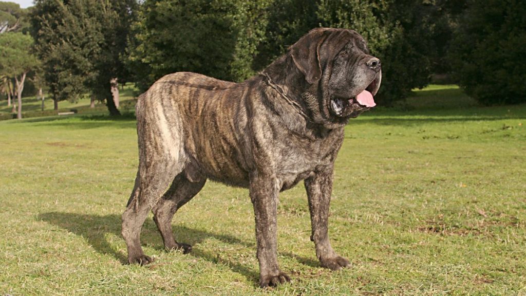 As maiores raças ded cachorros do mundo